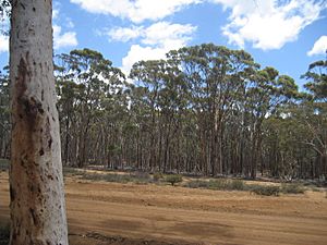 Dryandra Woodland 024