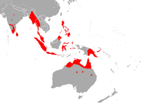 Dusky Roundleaf Bat area.png