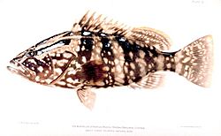 Epinephelus striatus