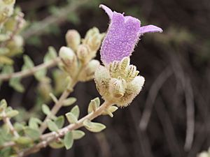 Eremophila malacoides (leaves and flowers).jpg