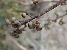 Eucalyptus cameronii fruit