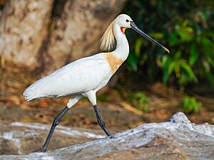 Eurasian Spoonbill Walking Ranganathittu Karnataka Jan24 A7C 09151