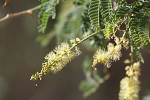 Faidherbia albida fleur MHNT