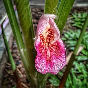 Flower of a fingerroot