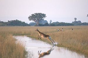 Flying-female-Lechwe