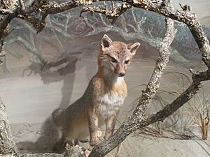 Fox exhibit, Cape Fear Museum, Wilmington, NC IMG 4403