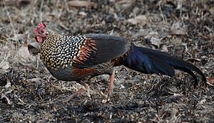 Gallus sonneratii (Bandipur), crop.jpg