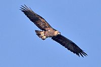 Golden Eagle 1