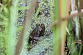 Green frog at Se7en Wetlands