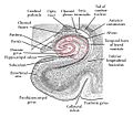 Hippocampus coronal section176157.fig.004