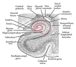 Hippocampus coronal section176157.fig.004