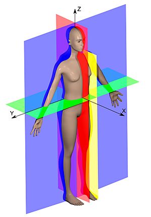 Human anatomy planes