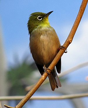 Japanese White-eye