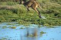 Kangaroo-in-flight