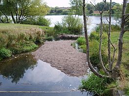 A small lake surrounded by trees