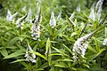 LAUFER Goosneck Loosestrife