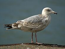 Larus argentatus juv