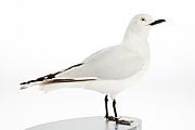 Complete gull specimen collected in 1930