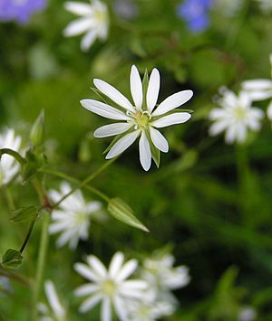 Lesser Stitchwort close 800