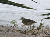 Madagascar Buttonquail, Ambola, Madagascar