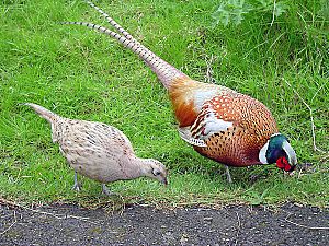 Male and female pheasant