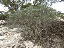 Melaleuca sapientes (habit)