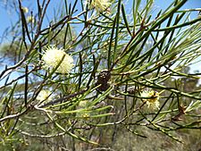 Melaleuca scalena (leaves, flowers, fruits)