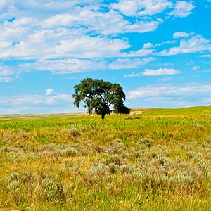 Nebraska Tree near Cisco