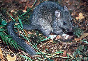 Neotoma cinerea (bushy tailed woodrat).jpg