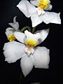 Odontoglossum pulchellum Orchi 03