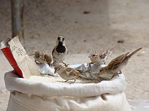 Passer montanus Baikonur 001