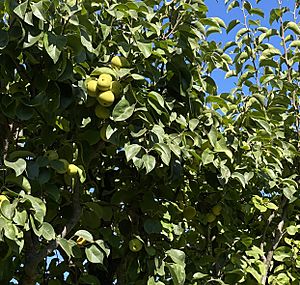 Pear tree descanso