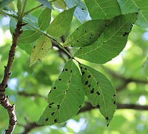 Pecan scab