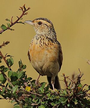 Red-winged Lark, crop.jpg