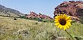 Red Rocks Park flower