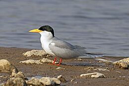 River tern (Sterna aurantia).jpg