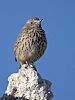 Sage Thrasher - juvenile.jpg