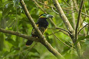 Selenidera maculirostris -Brazil -male-8