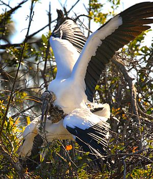 Stork Love again... - Flickr - Andrea Westmoreland