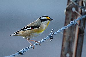 Striatedpardalote