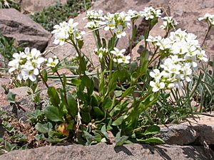 Thlaspi montanum (5027040925).jpg