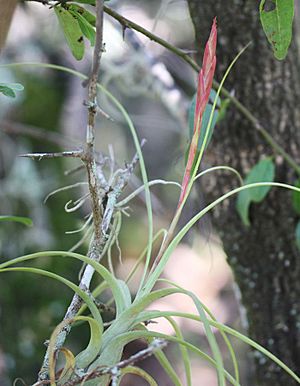 Tillandsia balbisiana 20090722.jpg