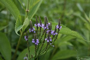 Verbena hastata