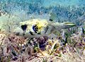 White-spotted puffer