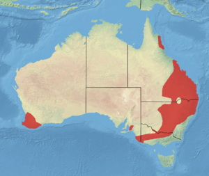 Yellow-footed Antechinus Done2.png