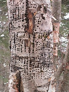 YellowBellied Sapsucker Holes