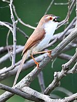 Yellow Eyed Babbler2