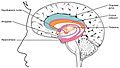 1511 The Limbic Lobe