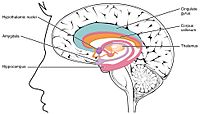 1511 The Limbic Lobe.jpg