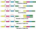 Alternative splicing